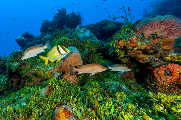 Northern Bahamas, Caribbean. Fish and coral.