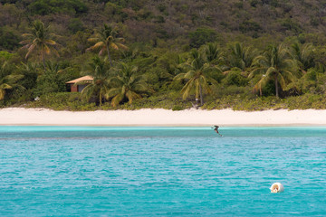 UK, British Virgin Islands, Guane Island. Brown Pelican dives just off shore