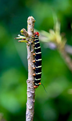 Tetrio Sphinx Caterpillar ( Pseudosphinx Tetrio )