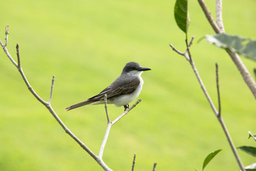 Obraz premium St. Kitts, Saint Kitts, Caribbean. Grey Kingbird at St. Kitts Perches on a Branch