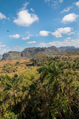Fototapeta na wymiar Cuba, Vinales Valley, stunning landscapes, rural areas, traditional farming practices. Known as the tobacco producing region of Cuba.