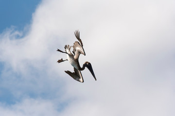 UK, British Virgin Islands, Brown Pelican hunts and dives