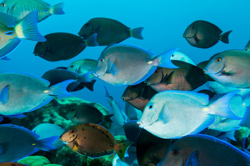 Fototapeta premium School of purple and blue tangs swim off of Bonaire.