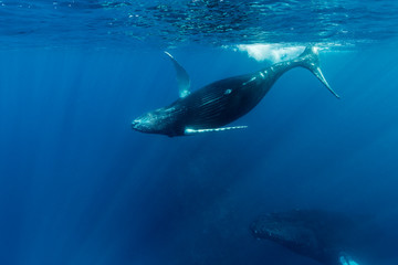 Obraz premium A humpback whale calf plays near the surface while its mother looks on from below in the blue water of the Silver Bank, Dominican Republic