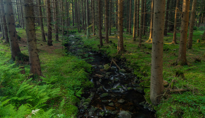Bystrina color creek in summer morning in Krusne mountains near Sokolov