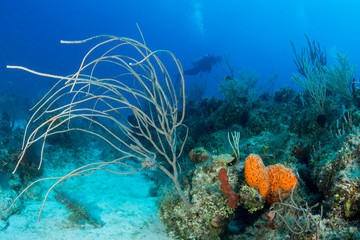 A sea whip soft coral in the foreground with a scuba diver in the background of this underwater photograph of a coral reef in the clear blue waters of the north coast of Cuba