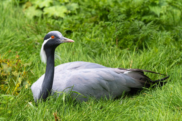 Naklejka premium Demoiselle Crane Resting on Grass