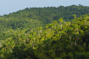 Fototapeta na wymiar Cuba. Artemisa. Las Terrazas. UNESCO Biosphere Preserve and eco-community in the Rosario mountains.