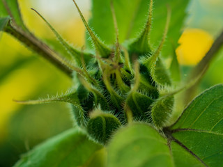 red decorative sunflower with lens flare effect evening scene..Soft blurred and soft focus of sunflower, Asteraceae, flower with the bokeh, beam, light and lens flare effect tone background