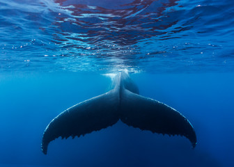 A large humpback whale fluke near the surface of the clear blue water of the Silver Bank, Dominican Republic