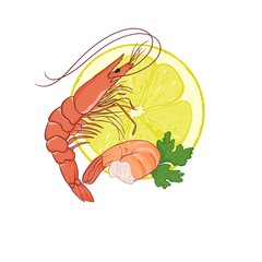 vector illustration of shrimp on white background
