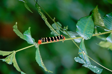 Caribbean, Lesser Antilles, West Indies, Saint Lucia. Colorful Caribbean caterpillar.