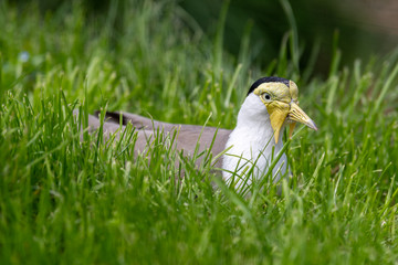 Masked Lapwing Lying in the Grass