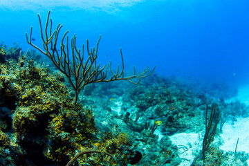 Fototapeta na wymiar A soft coral is pictured among a healthy coral reef in clear blue water along Cuba's north coast.