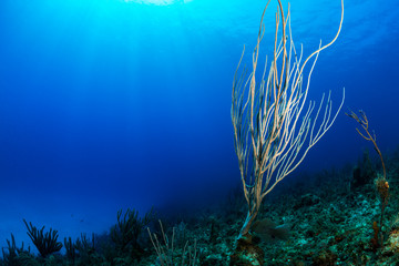Fototapeta na wymiar A sea whip soft coral is photographed along a coral reef in the clear blue waters of the north coast of Cuba