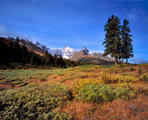 Canada, Alberta, Mt Saskatchewan. Mt Saskatchewan is one of the many spectacular peaks in Banff NP, a World Heritage Site, Alberta, Canada.