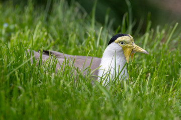 Masked Lapwing Lying in the Grass