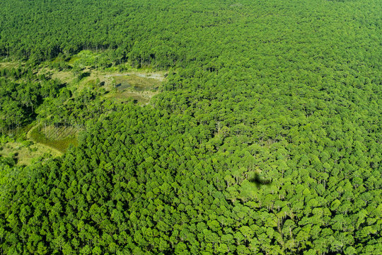 An Airplane's Shadow Is Seen On Green Foliage As It Fly's Over A Forest On Andros Island, Bahamas.