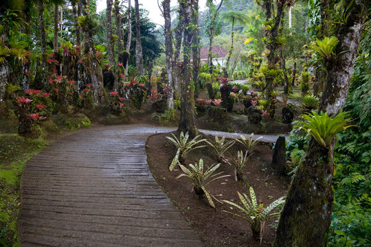 Martinique, French Antilles, West Indies, Walkway at Jardin de Balata (Balata Garden). Begun in 1982 Balata Garden was created by Jean-Philippe Thoze.