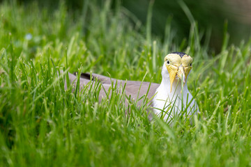 Masked Lapwing Lying in the Grass