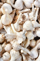 Gardlic