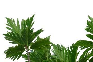 Breadfruit plant leaves with branches on white isolated background for green foliage backdrop 