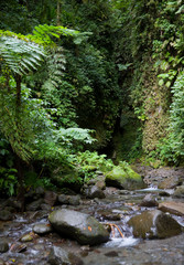 MARTINIQUE. French Antilles. West Indies. Falaise River emerges from narrows in Gorge of the...