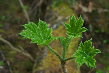Canada: British Columbia, Yoho National Park, in Canadian Rocky Mountains, new leaves of Devil's Club (Oplopanax horridus) holding water
