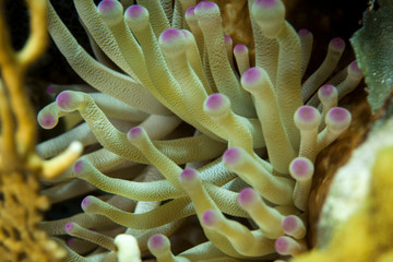 A sea anemone with purple tips on its arms near Staniel Cay, Exuma, Bahamas