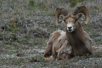 Canada: Alberta, Columbia Icefields Parkway, big-horn sheep (in a herd of 13)