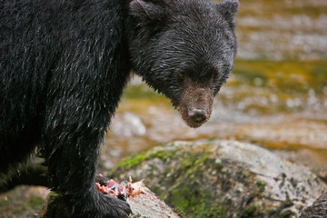 Canada, British Columbia, Gribbell Island. Close-up of wet black bear eating salmon. 