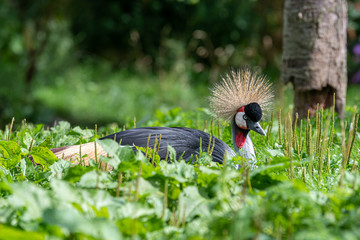 African Grey Crowned Crane Resting in Tall Grass