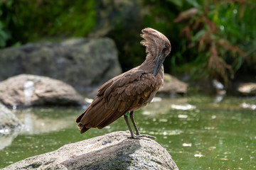 Obraz premium Hamerkop Resting on a Rock Near a Pond
