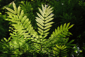 Trinidad, Arima Valley, Asa Wright Nature Center. Foliage illuminated by sunlight in rainforest.