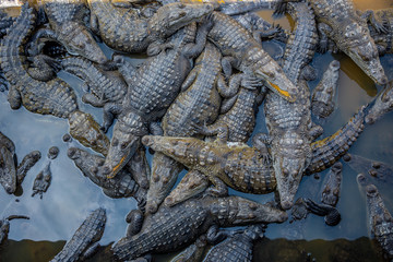granja de cocodrilos en su entorno natural, agua de roca y ambiente salvaje para la conservación natural