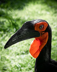 Close Up Portrait Southern Ground Hornbill