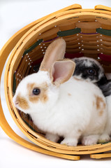 Obraz premium Young Rex rabbits in Easter basket.