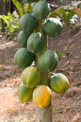 Caribbean - Tobago - Fruit hanging on tree on Little Tobago Island.