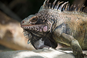 US Virgin Island, St Thomas, Magen's Bay. Close up of Iguana on beach