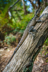 Eastern Water Dragon in the blue mountains, australia