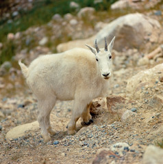 Canada, Alberta, Banff NP. The goat antelope is more commonly known as the Rocky Mountain goat, here seen in Banff NP, Alberta, Canada.