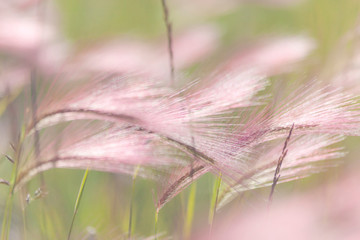 Canada, Alberta, Peter Loughheed Provincial Park. Close-up of grass seed heads. Credit as: Don Paulson / Jaynes Gallery / DanitaDelimont.com