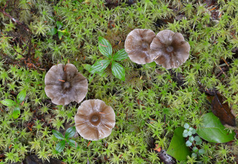 Canada, British Columbia, Vancouver Island. Mushrooms and moss, Rain Forest Trail, Pacific Rim National Park