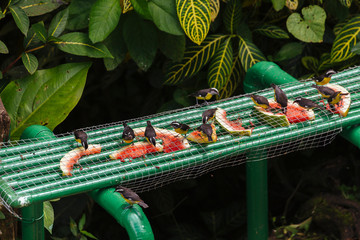 Trinidad, Arima Valley, Asa Wright Nature Center. Bananaquit feeding on watermelon.