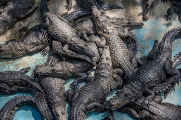 granja de cocodrilos en su entorno natural, agua de roca y ambiente salvaje para la conservación natural