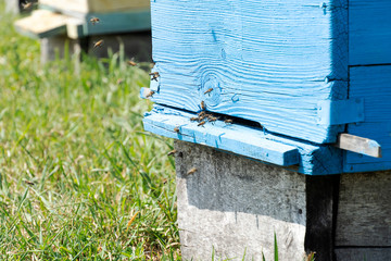 A blue house for bees stands in a meadow. Bees fly into the hive, collect honey. Years green.