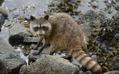 Canada, British Columbia, Gulf Islands, Portland Island. Raccoon (Procyon lotor) standing on rocks by the ocean