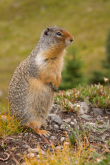 Canada, British Columbia, Banff National Park. Close-up of Columbian ground squirrel. 