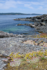 Fototapeta na wymiar Canada, British Columbia, Gulf Islands, Portland Island. Sedum and grasses on a rocky shore