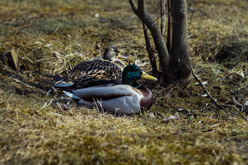 Two Ducks sitting at the grass at spring